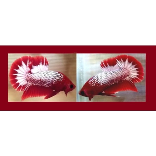 RED FCCP FANCY COPPER STARTAIL!! #1 (Shipping Cost Included in Price)