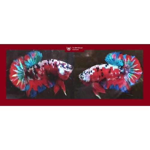 RED GALAXY FULL MASKED!! #1 (Shipping Cost Included in Price)