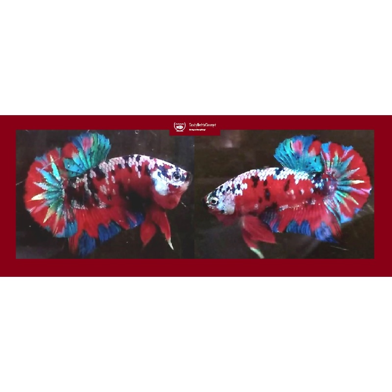 RED GALAXY FULL MASKED!! #1 (Shipping Cost Included in Price)