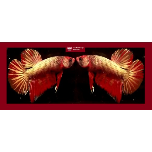 RED GOLD HMPK!! #1 (Shipping Cost Included in Price)