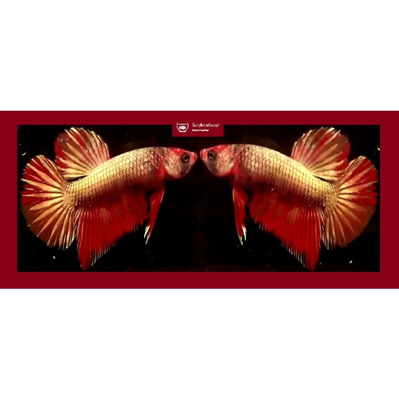 RED GOLD HMPK!! #1 (Shipping Cost Included in Price)