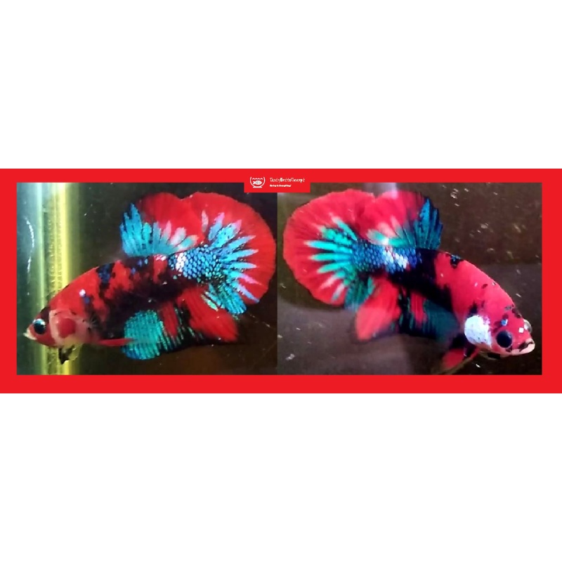 RED KOI!! #2  (Shipping Cost Included in Price)