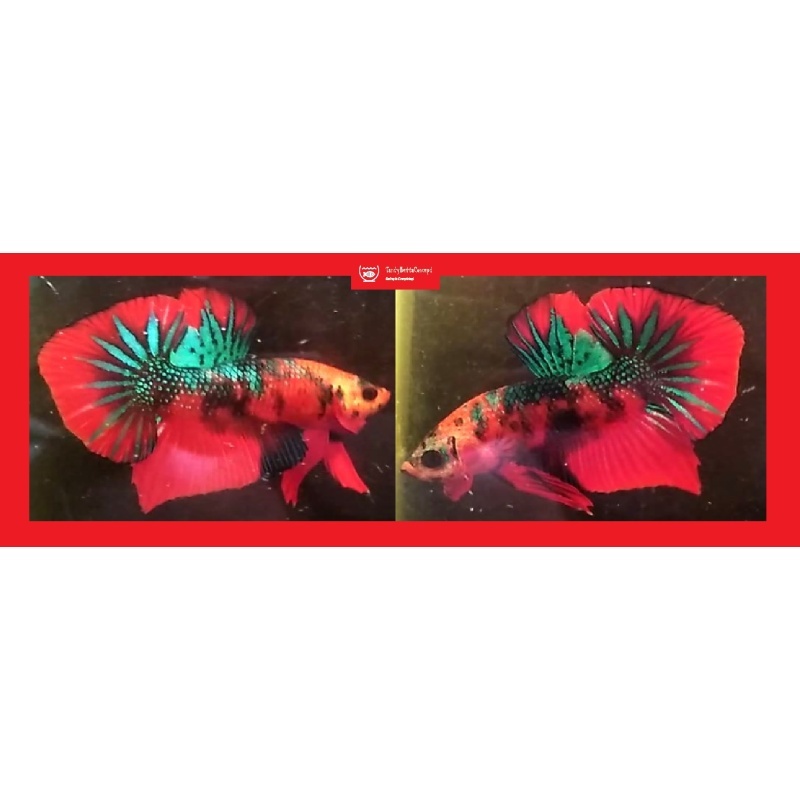 HMPK RED KOI!! #2 (Shipping Cost Included in Price)