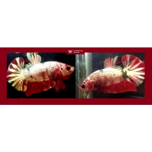 RED KOI COPPER!! #3 (Shipping Cost Included in Price)