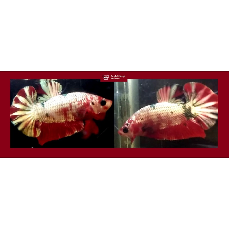 RED KOI COPPER!! #3 (Shipping Cost Included in Price)