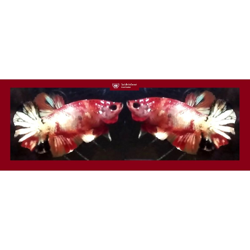 RED KOI COPPER!! #3 (Shipping Cost Included in Price)