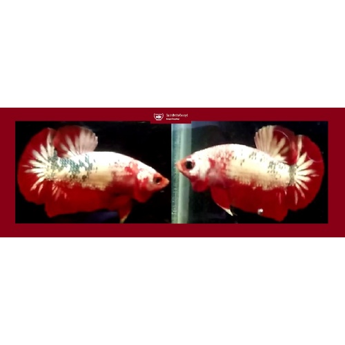 RED KOI COPPER!! #3 (Shipping Cost Included in Price)