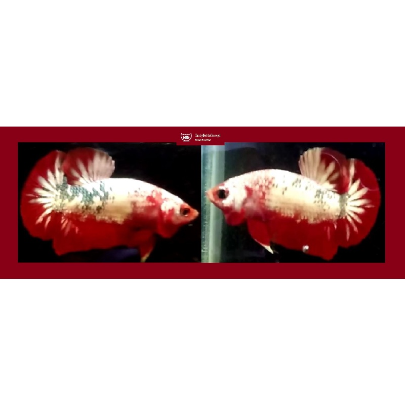 RED KOI COPPER!! #3 (Shipping Cost Included in Price)