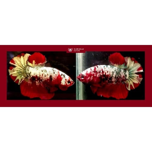 RED KOI COPPER!! #2 (Shipping Cost Included in Price)