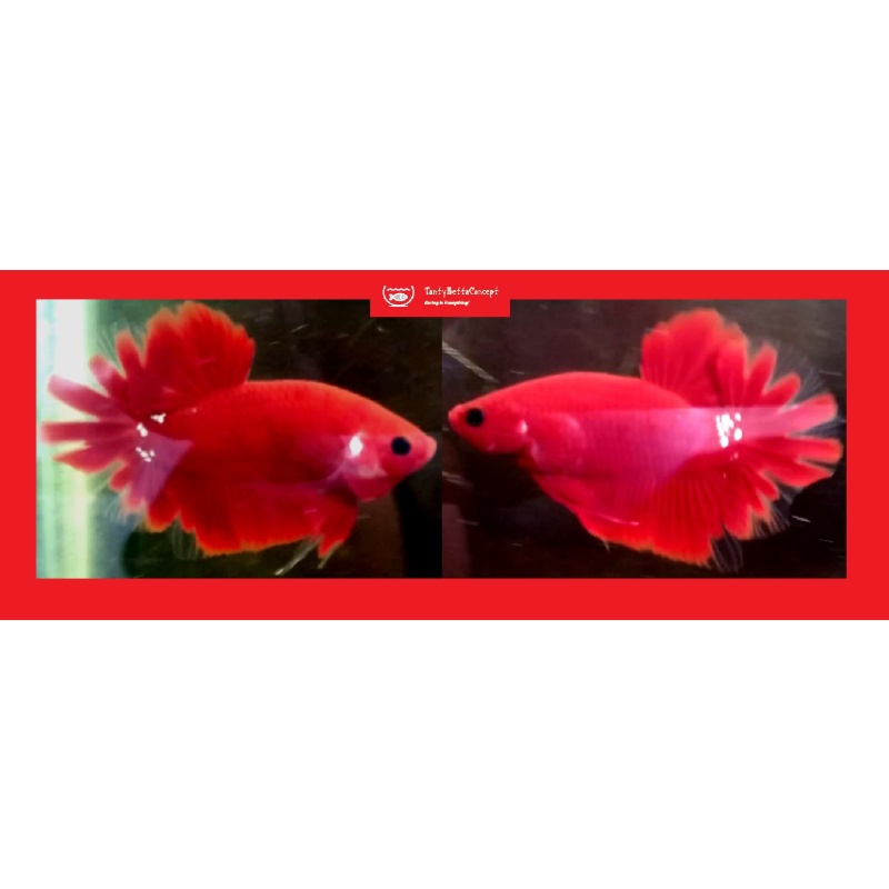 RED KOI FCCP!! #1 (Shipping Cost Included in Price)