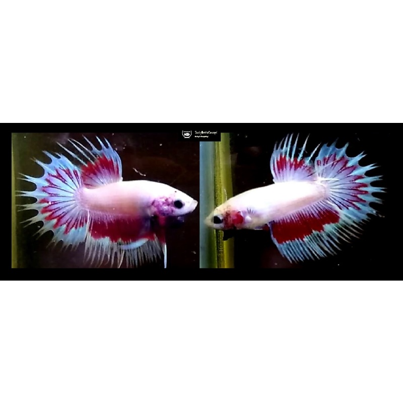 RED MASCOT CROWNTAIL!! #1 (Shipping Cost Included in Price)