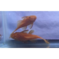 Super Red Short Fin Plecos- Breeding Pair