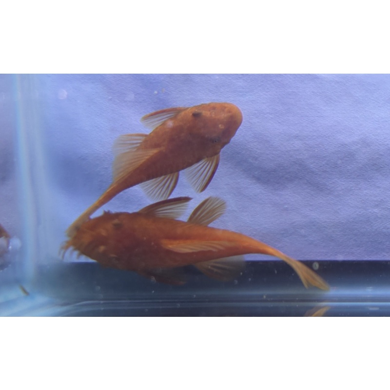 Super Red Short Fin Plecos- Breeding Pair