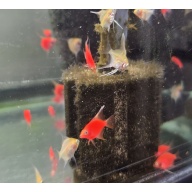 6+1 FREE! ASSORTED Angelfish