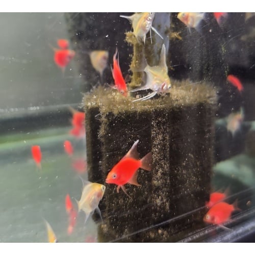 6+1 FREE! ASSORTED Angelfish