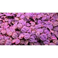 Red Root Floaters