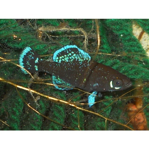 Gulf Coast Pygmy Sunfish 2 Pairs NICE!