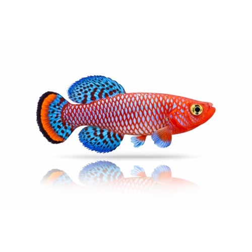 Nothobranchius Rachovii Beira 98 (50 +5 Bonus Eggs)