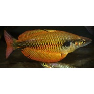 6 juvenile Melanotaenia sp. from the Bomberai Peninsula