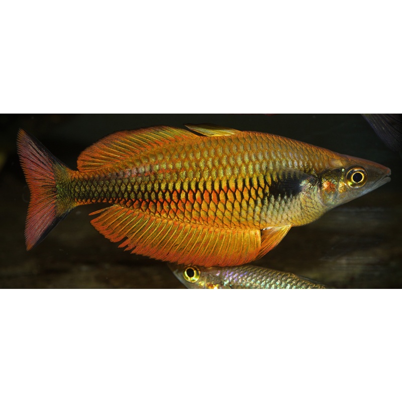 1 wild caught male Melanoataenia sp. from the Bomberai Peninsula