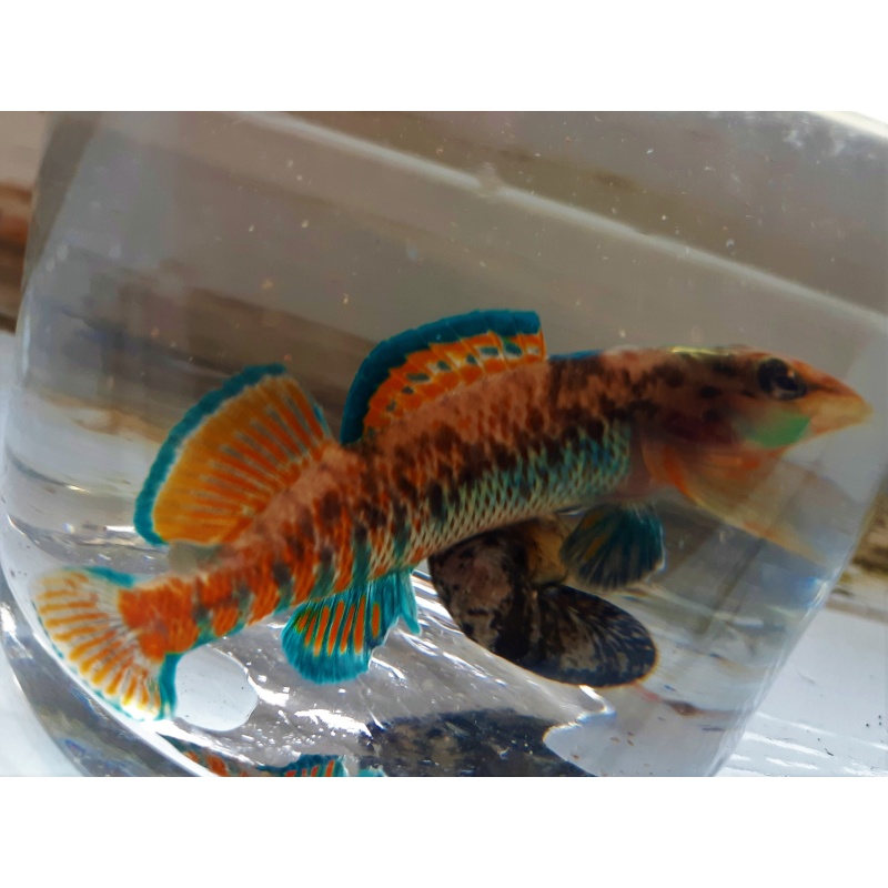 For sale 6 adult Rainbow Darters