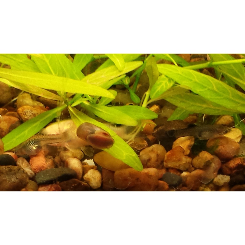 100+ Ramshorn Snails - FREE SHIPPING