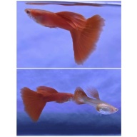 Albino Full Red Guppies-Trio