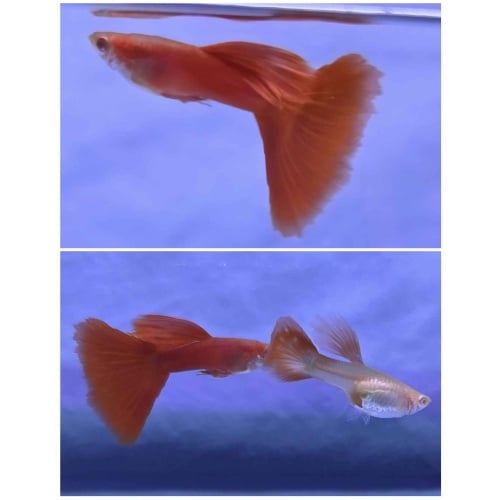 Albino Full Red Guppies-Trio