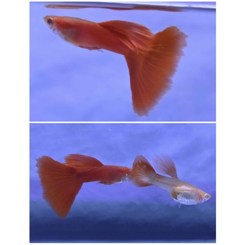 Albino Full Red Guppies-Trio
