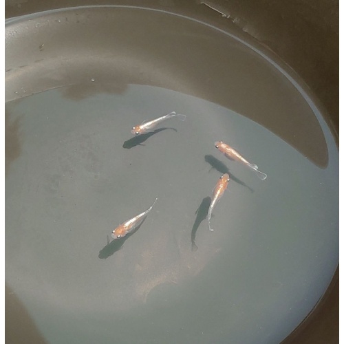 Red Cliff Medaka (Red & White type) 6 top-grade fishes
