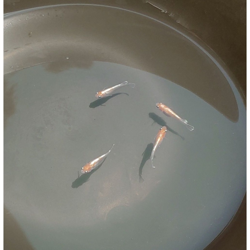 Red Cliff Medaka (Red & White type) 6 top-grade fishes