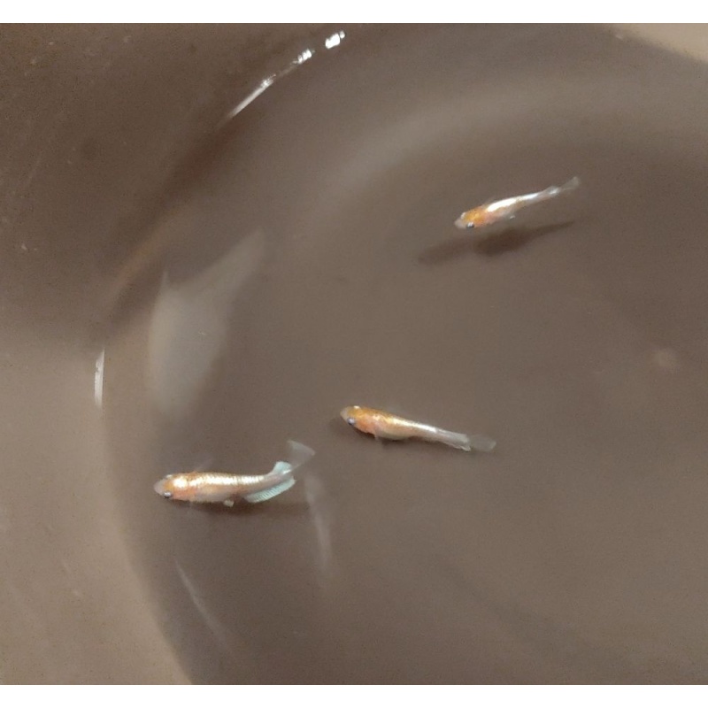 Red Cliff Medaka (Red & White type) 6 top-grade fishes