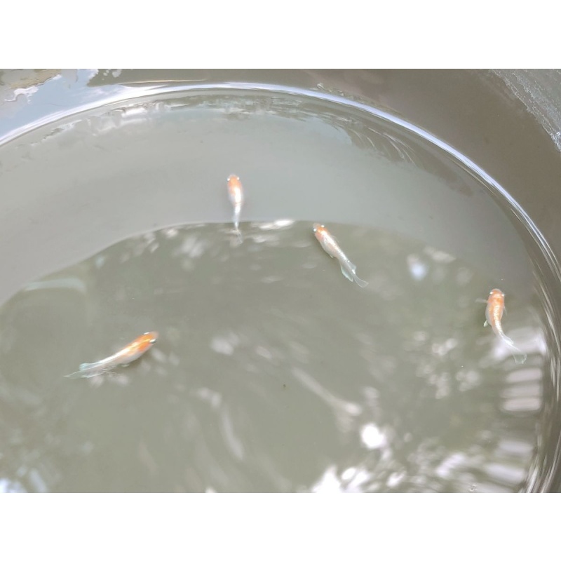 Red Cliff Medaka (Red & White type) 6 top-grade fishes