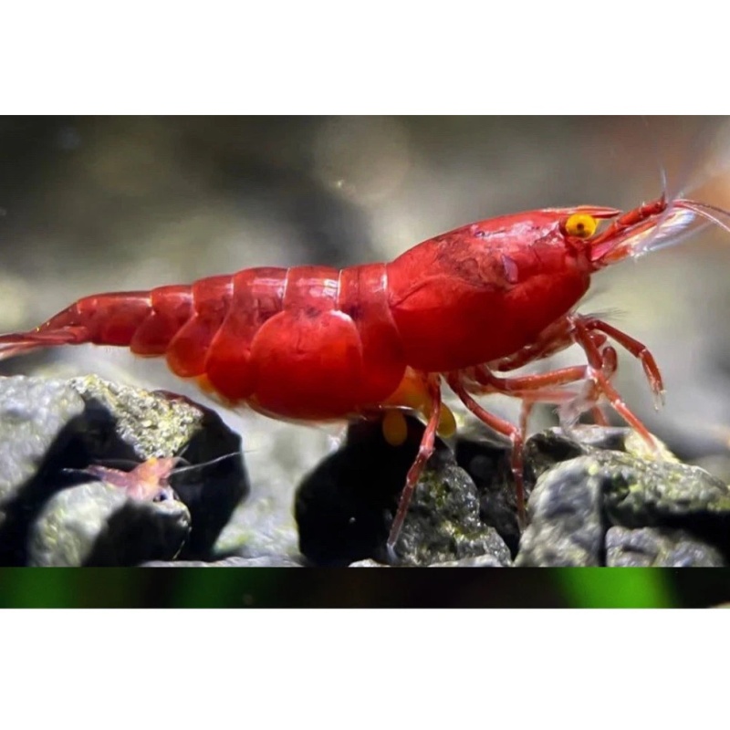 RARE Orange Eye Red Demon Bloody Mary Neocaridina Shrimp 10+1