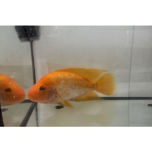 Red Devil Cichlid 7"