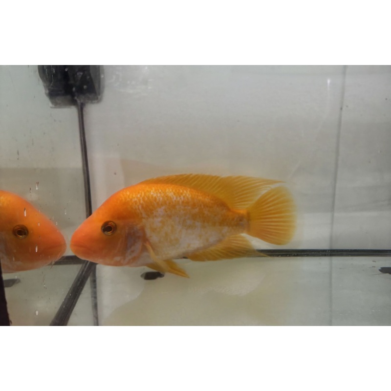 Red Devil Cichlid 7"