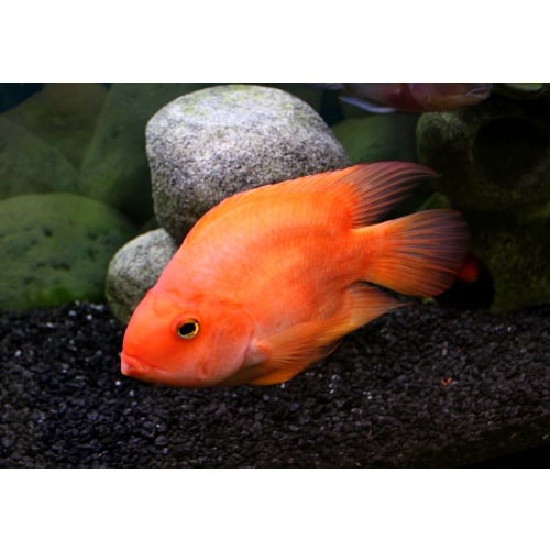 Red Devil Cichlid 6-7"