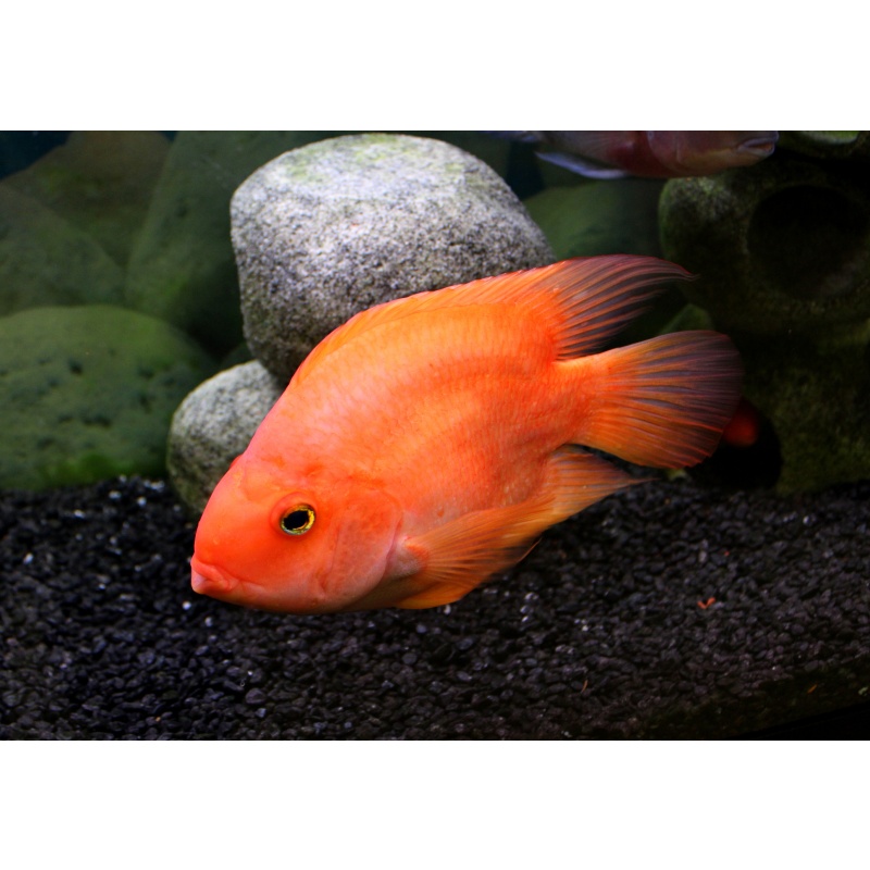 Red Devil Cichlid 6-7"
