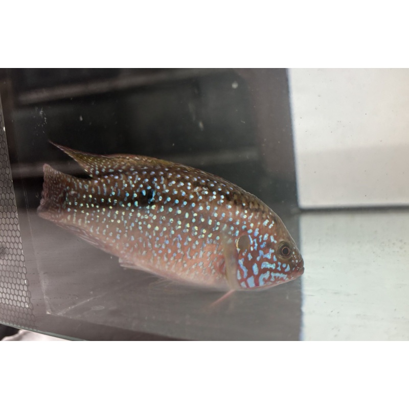 Red Dwarf Jewel Cichlid 4"