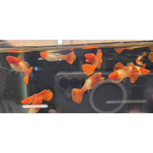 Albino Koi Red Ear Guppies