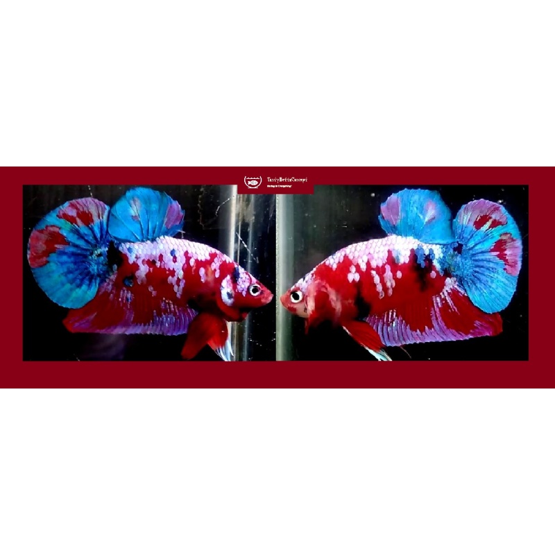 Red Fancy Galaxy!! #1 (Shipping Cost Included in Price)