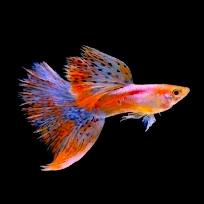 RED GRASS GUPPY'S, BREEDER TRIO!