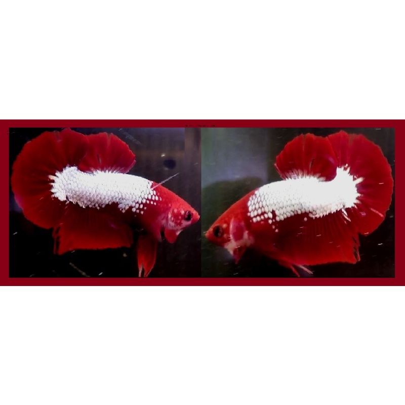 RED HEAD FCCP FANCY COPPER!! #1 (Shipping Cost Included on Price)