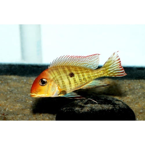 Red Head Tapajos 3 No reserve