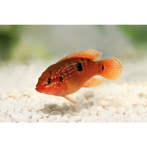 Red Dwarf Jewel Cichlid 4"