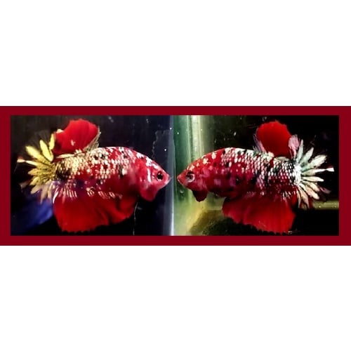 Red Koi Copper!! #2 (Shipping Cost Included in Price)