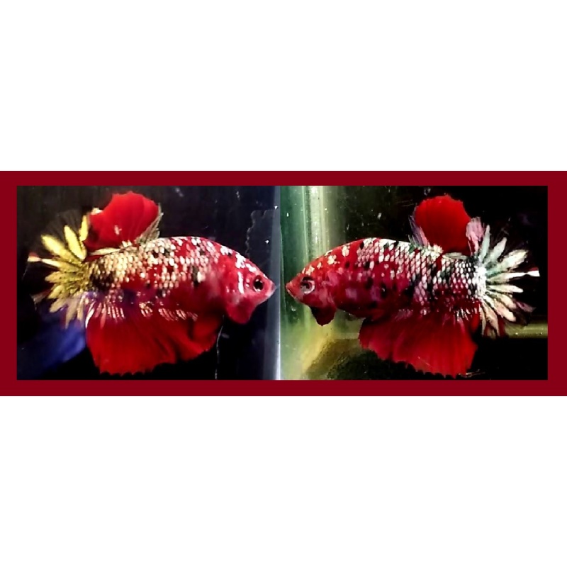 Red Koi Copper!! #2 (Shipping Cost Included in Price)