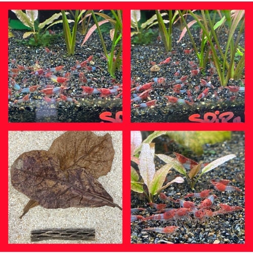 Red Rili shrimp 10+1+bonus items