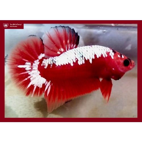 Red Samurai Copper!! #1 (Shipping Cost Included on Price)