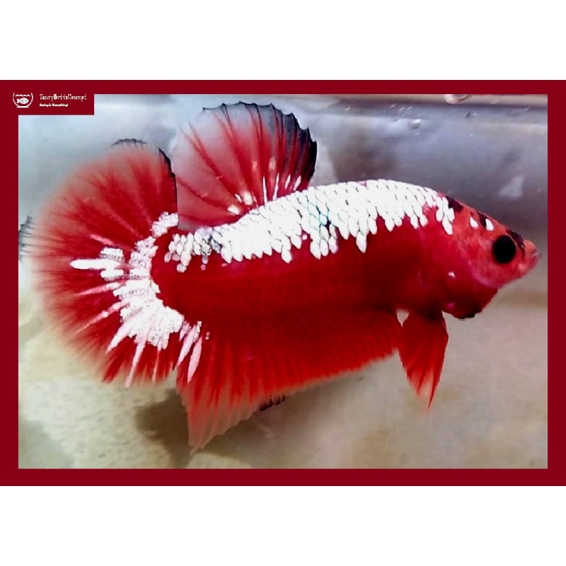 Red Samurai Copper!! #1 (Shipping Cost Included on Price)
